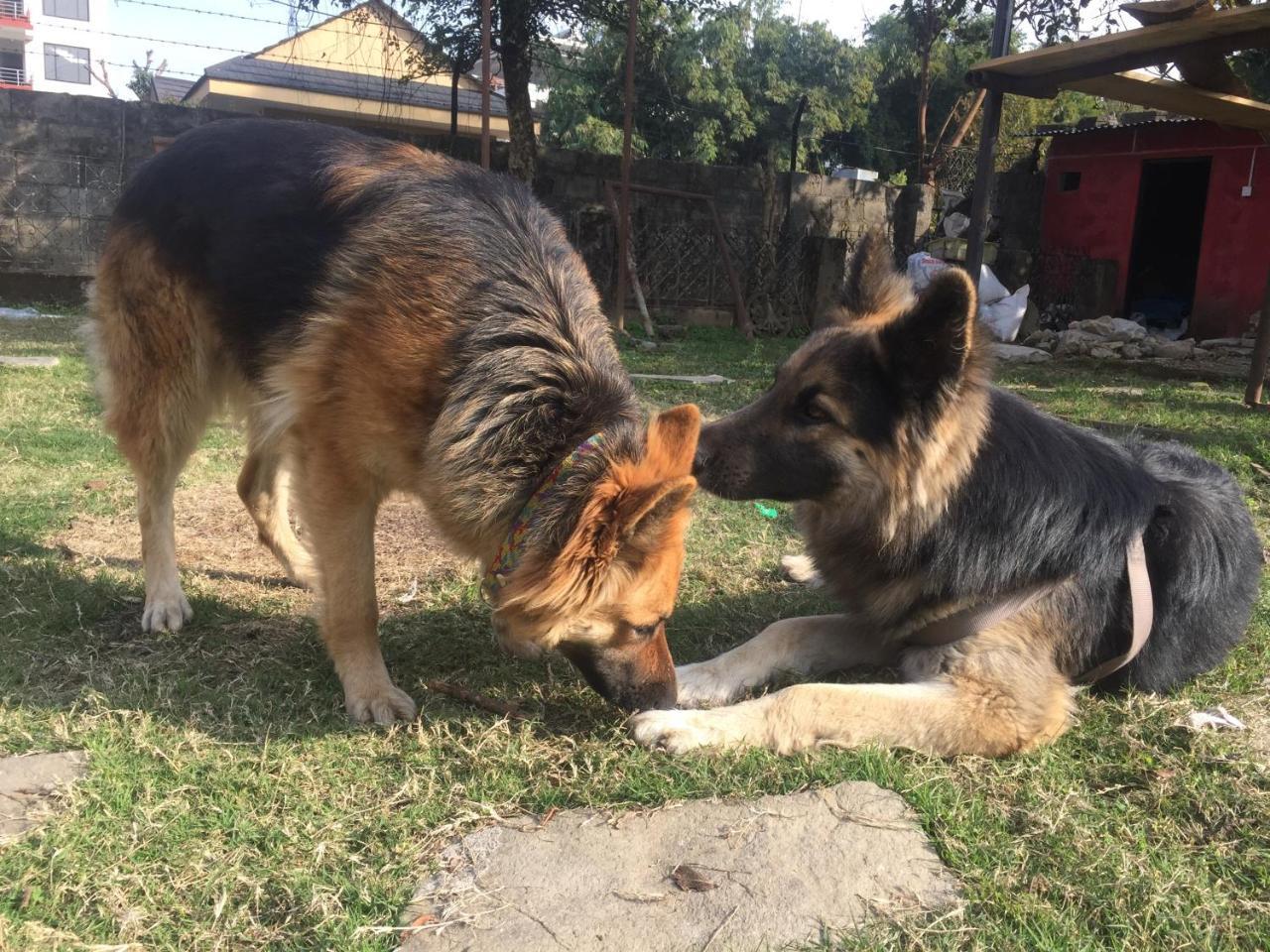 Nepalaya Eco Hostel Покхара Экстерьер фото